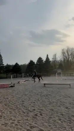 Horse slo mo