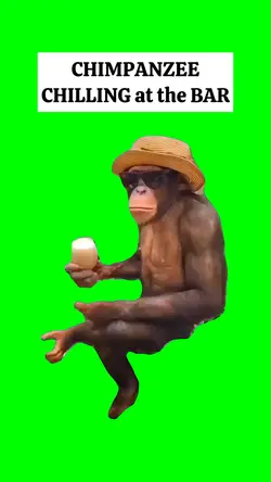 CHIMPANZEE CHIILING
