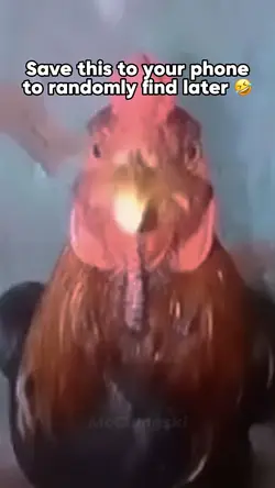 Chicken Meme