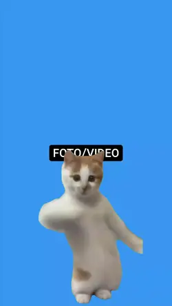 Gatinho dançando!