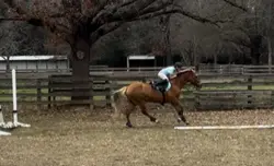 Horse fail