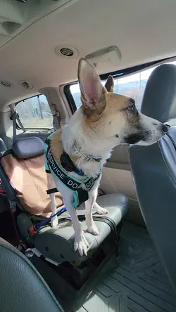 service dogs 