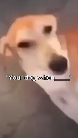 Dog Barking 