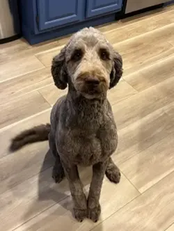 Luna’s a Disney dog!