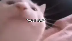 Happy cat