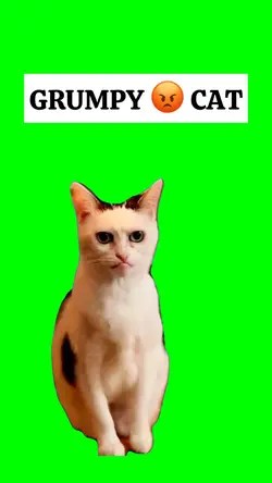 GRUMPY CAT meme