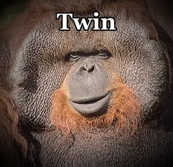 Twin