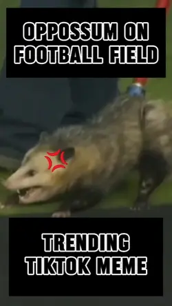 Possum Football Meme