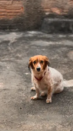 Cachorro Pet