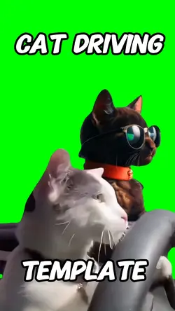 Cat driving 