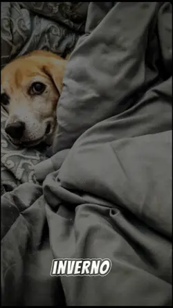 O inverno chegou 