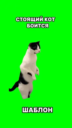 Кот боится 