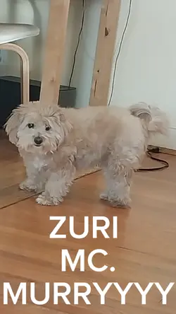 PUBBY