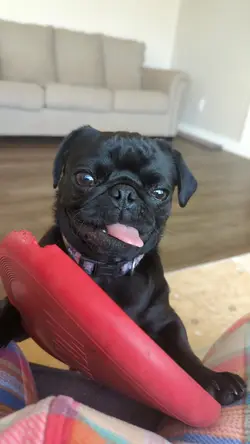 pug