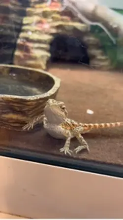 Lizard