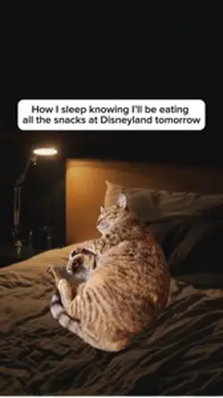 Sleeping cat meme
