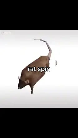spinning rat