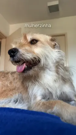 Pet thread 