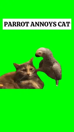 PARROT ANNOYS CAT