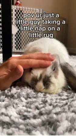 sleepy pet cute 😴