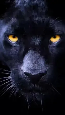 panther 
