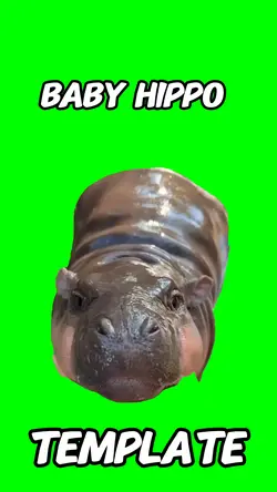 Baby hippo