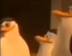 Penguin meme