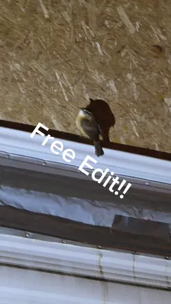 Free edit