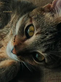 Aqueles olhos...
