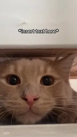 Curious Cat