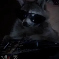 raccoon edit