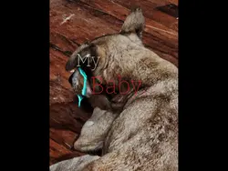 I bet on losing dogs