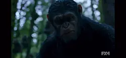 Caesar is The goat