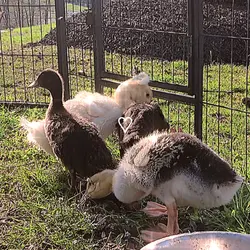 farm animals >>>