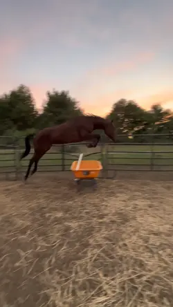SPEEDY