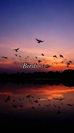 Birds Aesthetic 