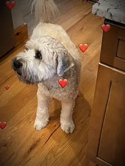 ❤️ heart flying ❤️