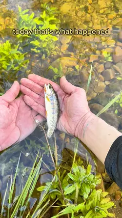 Catching fish 