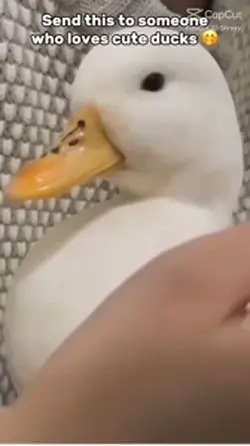You love ducks