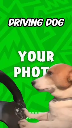 Driving Dog