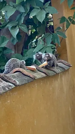 Macaquinhos