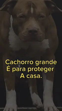 Acharam que ia cuida