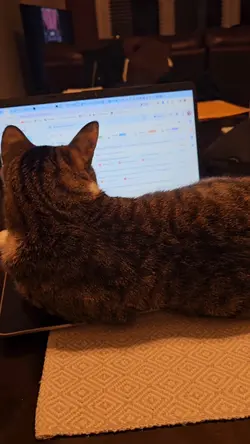 Gato con laptop 