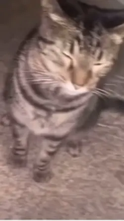 Angy cat 