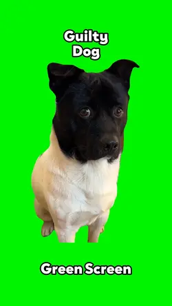 Guilty Dog 
