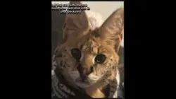 If you touch my baby