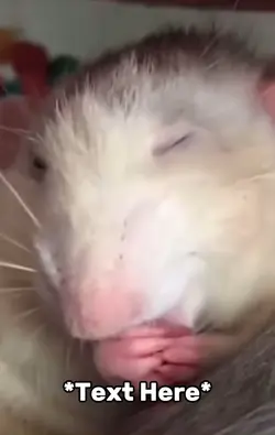 Mouse licking meme 