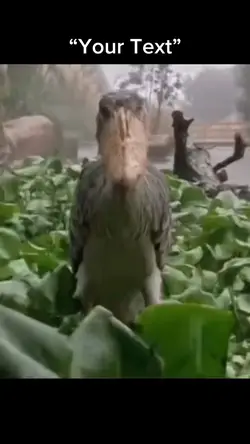 Sad Bird 