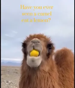 Sour Camel 