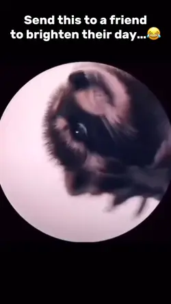 Raccoon Meme